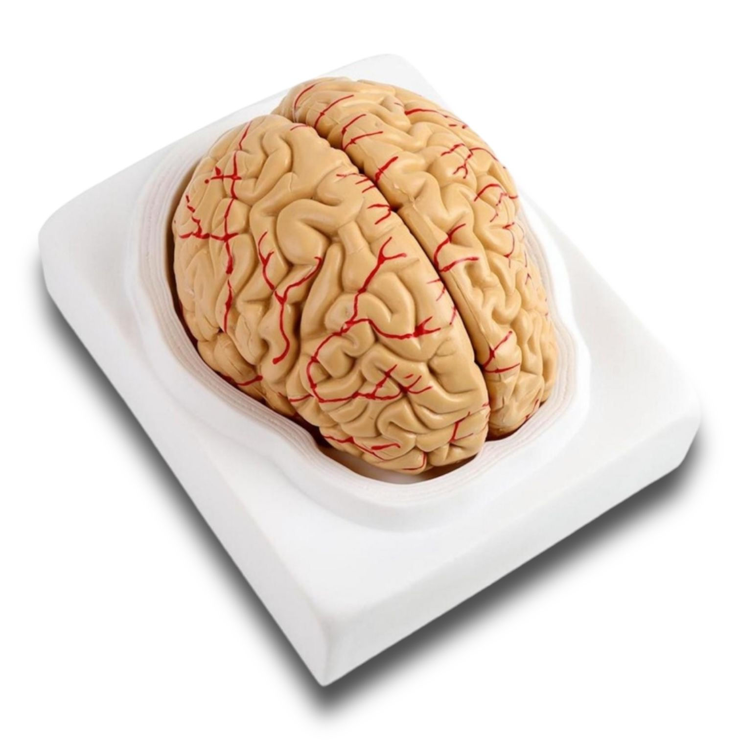 Modelo Anatómico Del Cerebro Humano