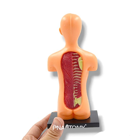 Miniatura: Mini Cuerpo Humano Desarmable