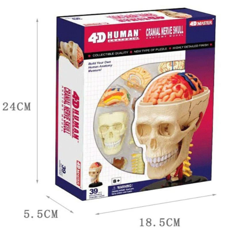 Miniatura: Modelo Anatómico Cerebro 4D