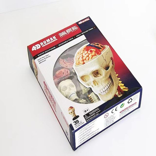 Miniatura: Modelo Anatómico Cerebro 4D