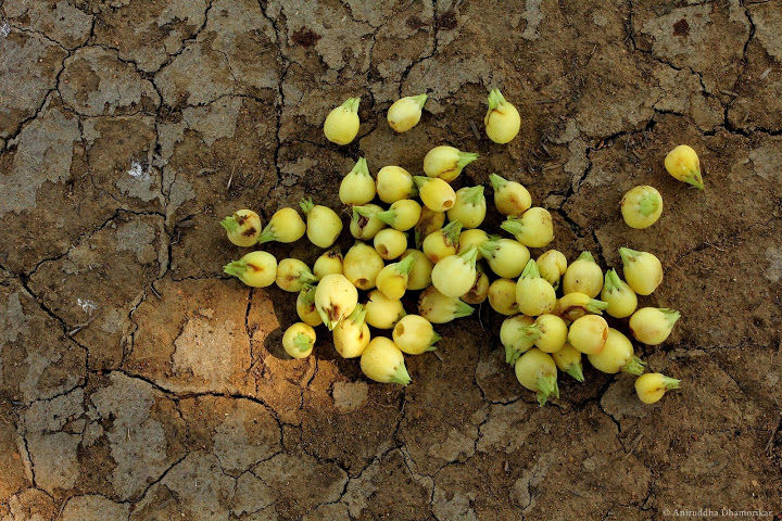 मोहाची फुले Mahua flowers