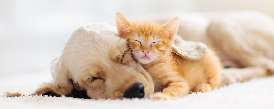 寝ている犬と猫