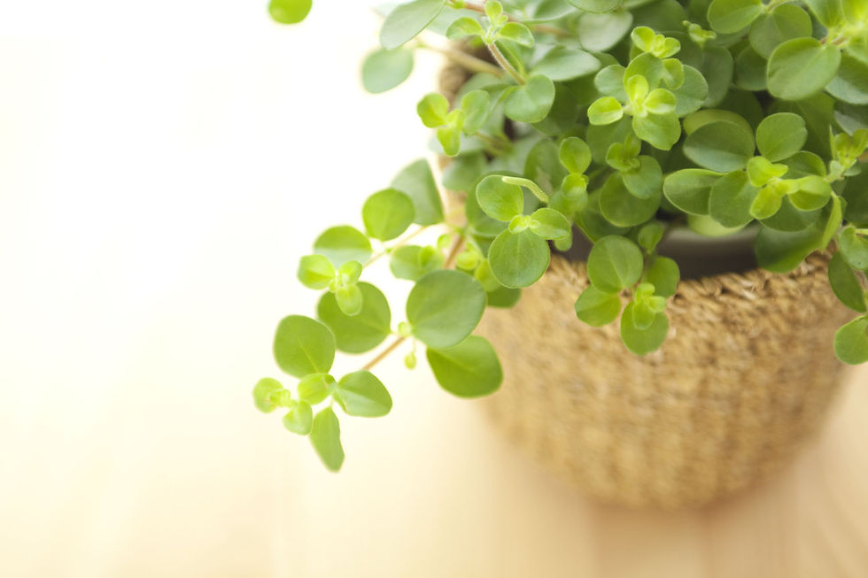 観葉植物