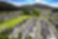 さがみ野霊園全景1