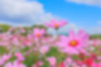 こすもすホール