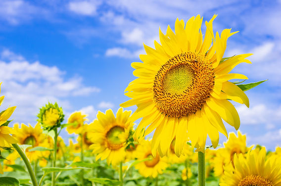 ひまわり畑 ひまわりの花のアップ 青い空