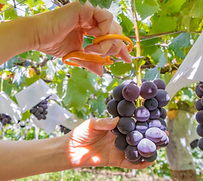 ブドウの収穫