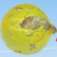 革をはいだ野球ボール