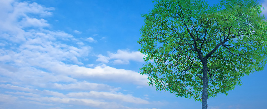 青空 木