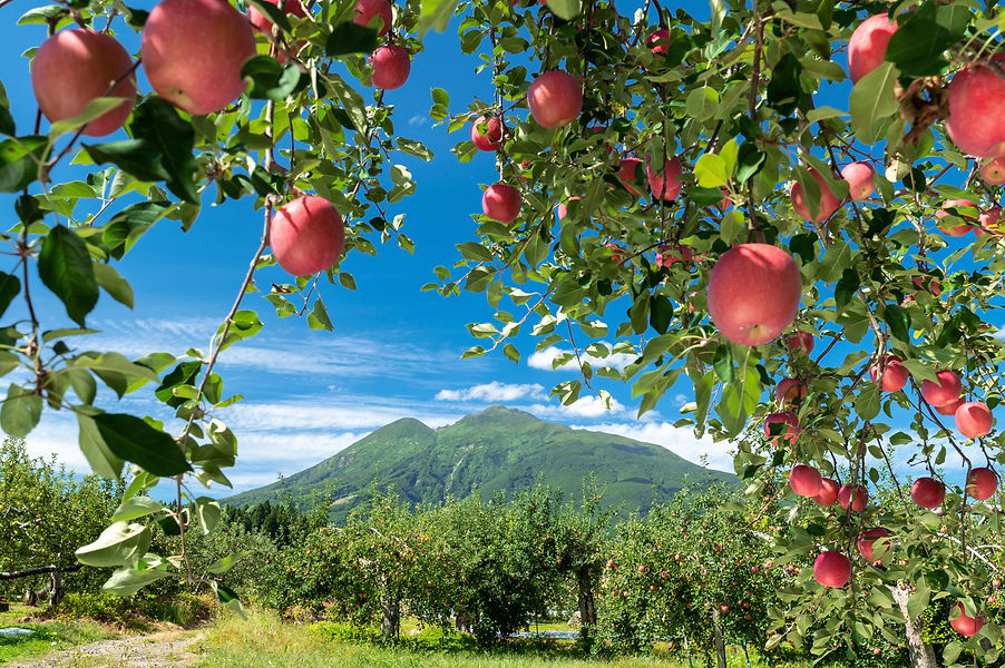 りんごの木りんご　山　空