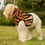 Thumbnail: By Cofi Orange & Black Pet Hoodie