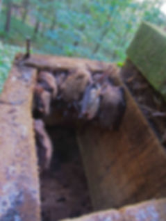 BLE in Q42 13-10-12.jpg