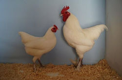 Ch Breeding Pair