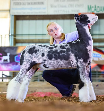 Fourth Overall Commercial Ewe
Champion WFX Ewe
Res Champion WFX Market Lamb