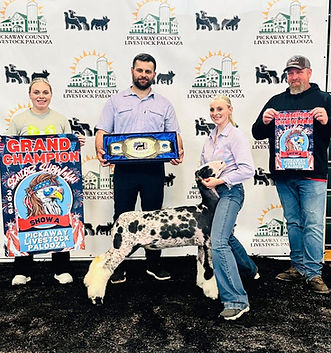 Res Champion AOB Market Lamb