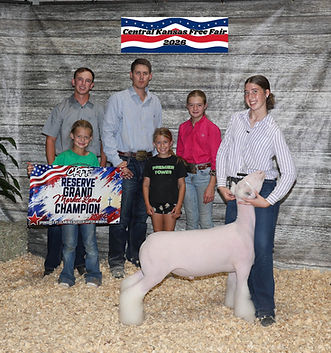 Reserve Grand Champion Market Lamb
Champion Market Dorset
