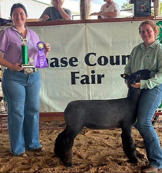 Grand Champion Breeding Ewe
Reserve Champion Overall Showman / Reserve Champion Senior
