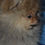 Миниатюра: Померанские Шпицы(Pomeranian Spitz-Dog)