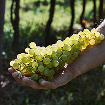 Grappolo Garganega orizzontale