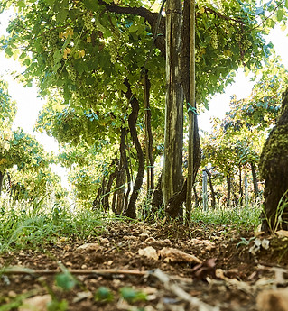 Suolo vigneto Collematto