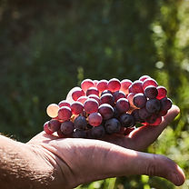 Grappolo Tai Rosso orizzontale
