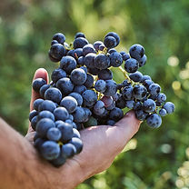 Grappolo Carmenere in mano