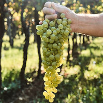 Grappolo Garganega verticale