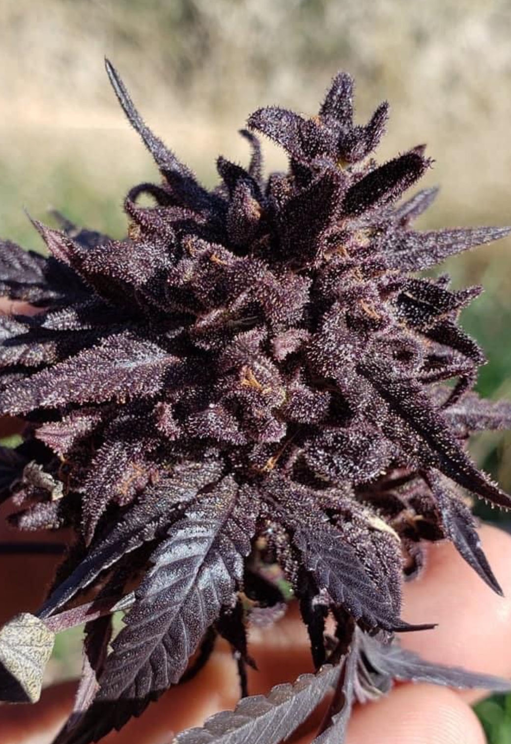 GreenCELL™ Farms Maverick Hemp Flower