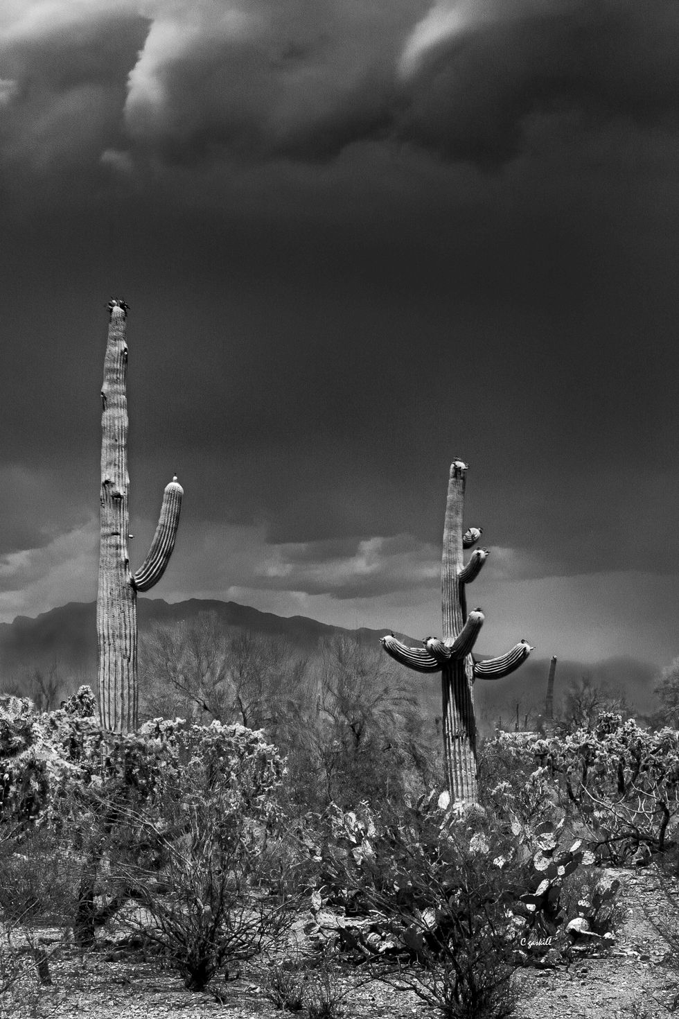 saguaro-2-11x17x300-BW-xx-small $280