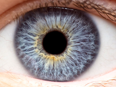 Close up Image of an Iris