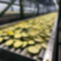 production line for Zucchini