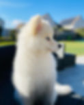 Pomsky blanc aux yeux bleu