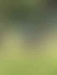 a child kicking a ball while in a grassy field. a man in a light blue shirt is walking across the background