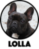 mahalley bull, bulldog frances, bulldogue frances, french bulldog, bulldog, canil