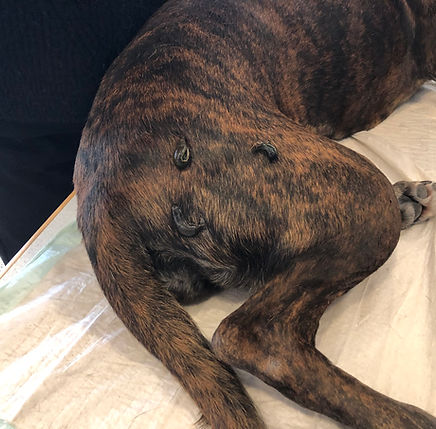 bloedzuigertherapie heupdysplasie hond