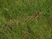 ANIMALI RARI KRUGER