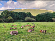 libri fauna italiana