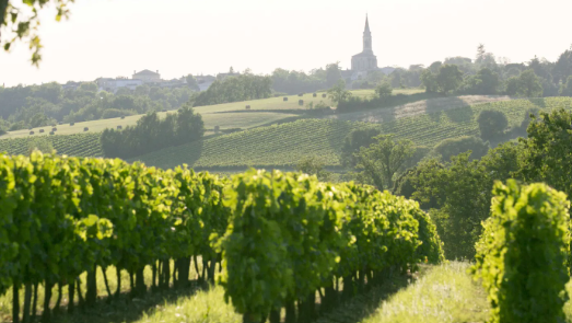 bordeaux francia vigneti