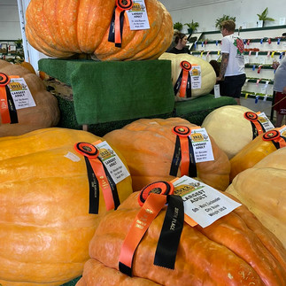 Award winning giant pumpkins are displayed with ribbons.