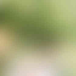 A couple enjoying a picnic under a willow tree surrounded by an arc of roses arranaged by Jacqui Owen of Jacqui O