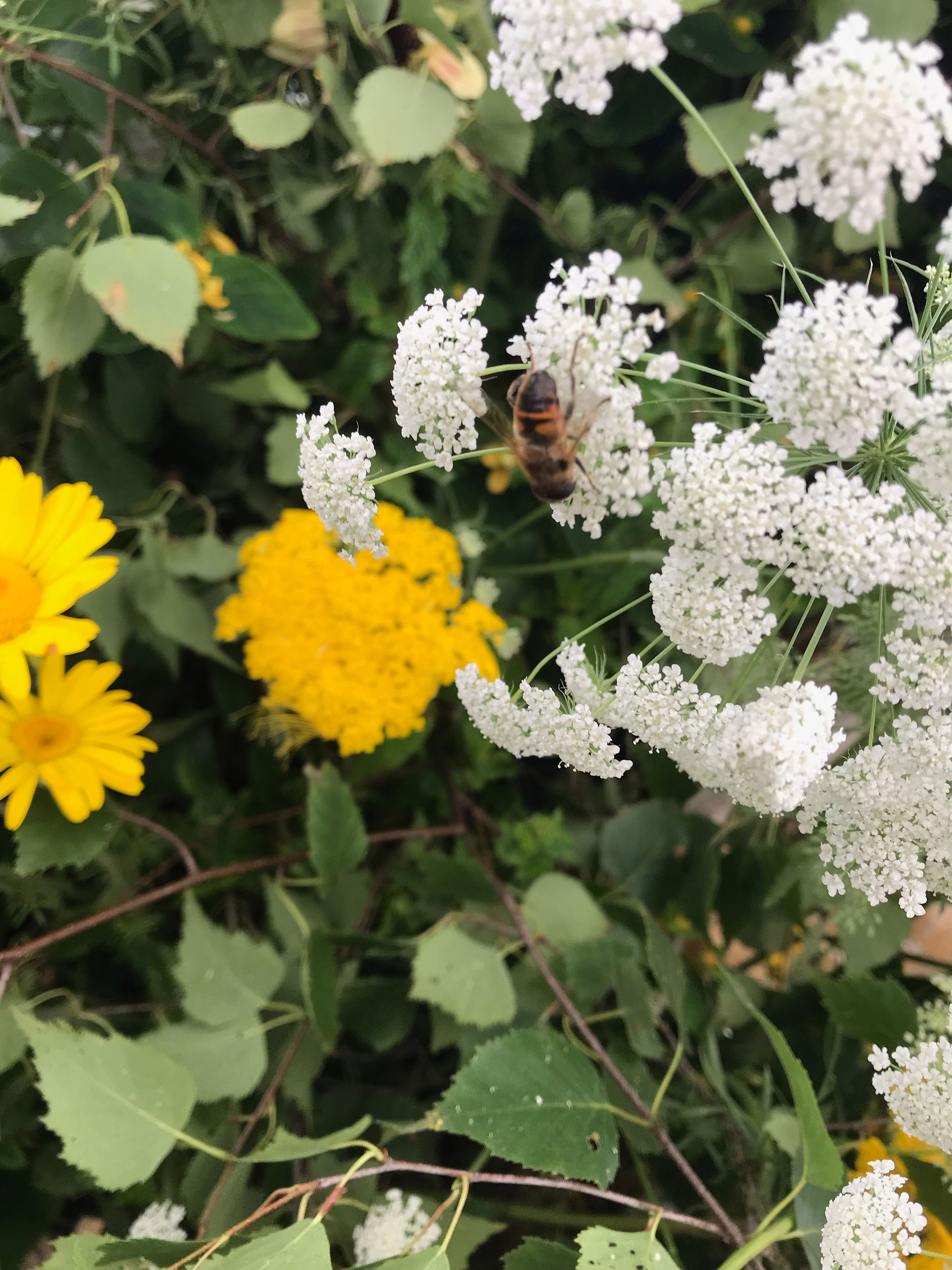 RHS Tatton Flower Show 2021 Bee Friendly Bee Kind exhibit by Jacqui O