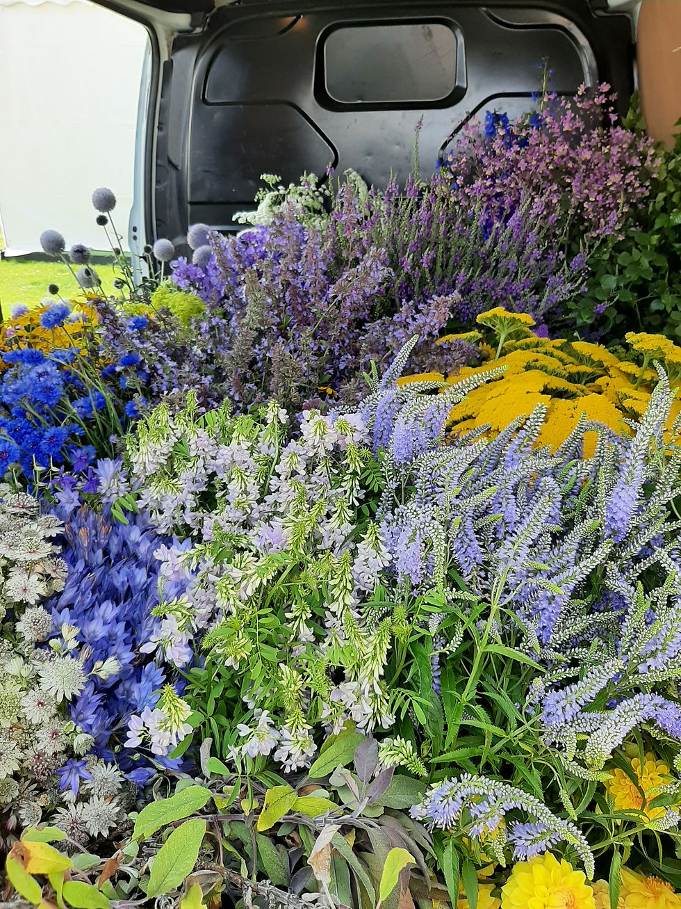 Flowers for RHS Tatton Flower Show 2021 Bee Friendly Bee Kind exhibit