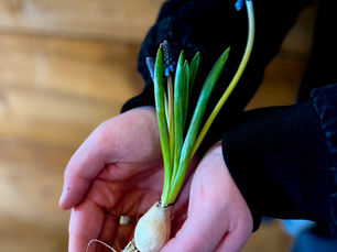 Planting Memories: The Charm of Hydroponic Muscari Flowers for Your Wedding