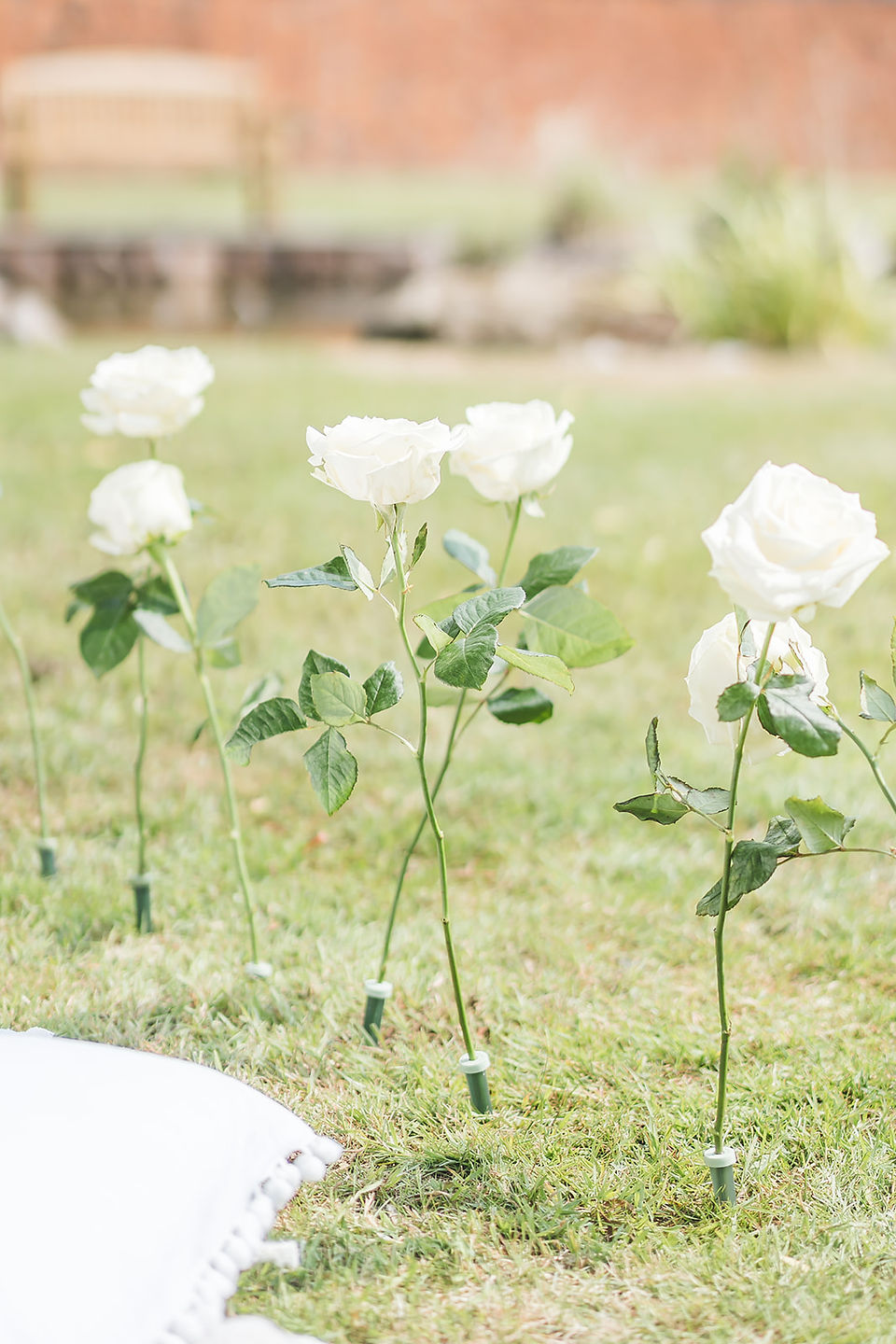 White roses arranged in the lawn