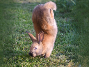Gene Mutation Leads to Handstanding Rabbits