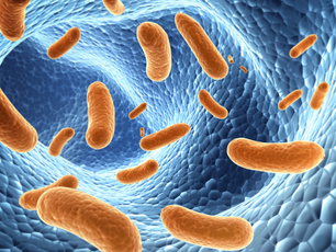 The Prevention of Antimicrobial Resistance
