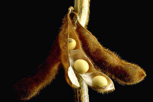 Crude & Refined Soybean Oil
