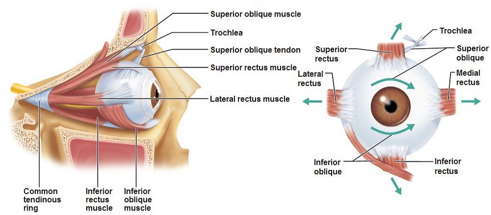 eye, muscles, extraocular
