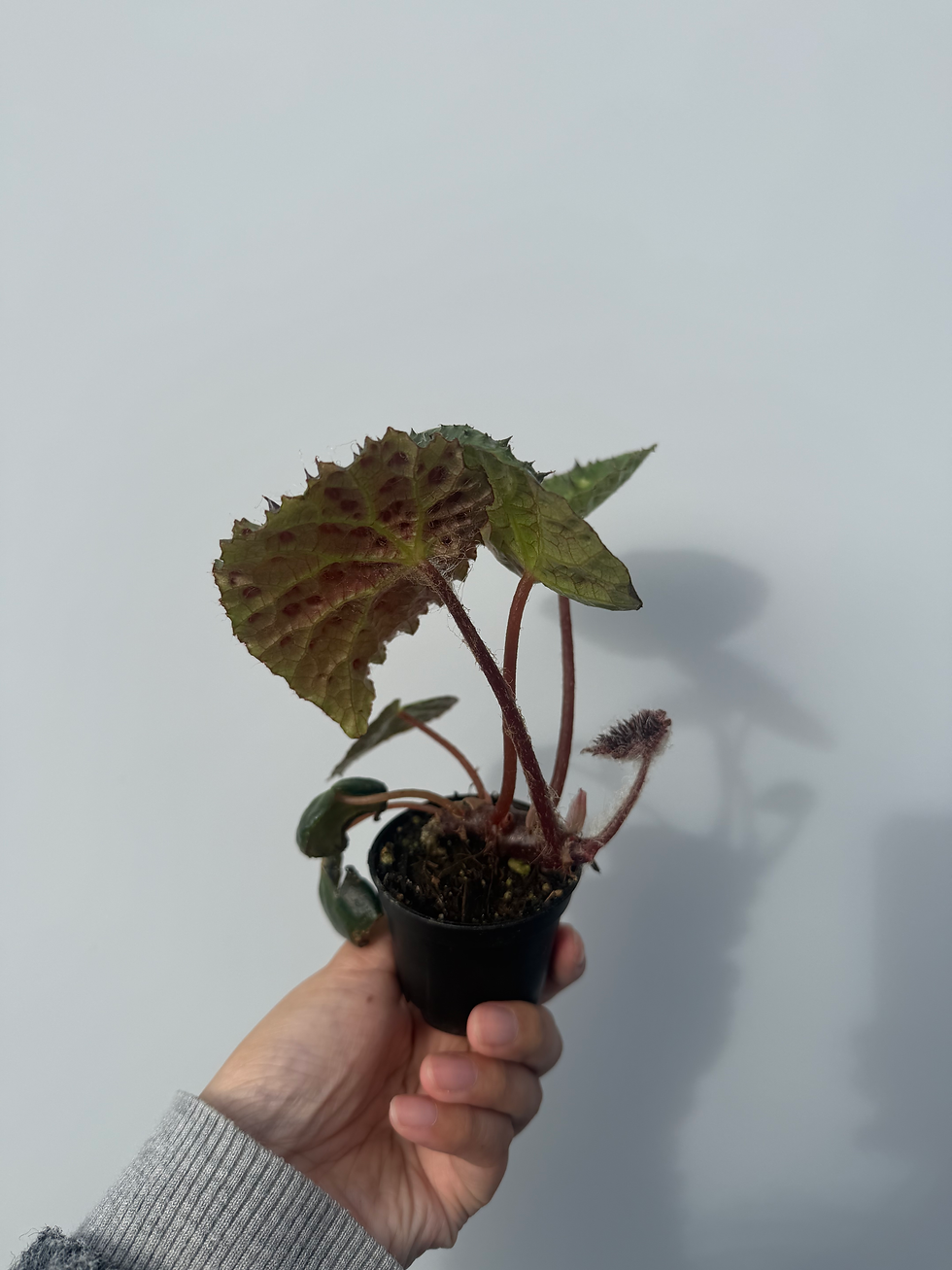 Thumbnail: Begonia ferox - Pickup only