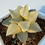 Thumbnail: Haworthia Correcta 'Hanakage' Varigated